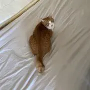 せーの画像
