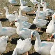 akiの画像
