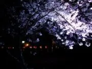 色々  即購入可能の画像