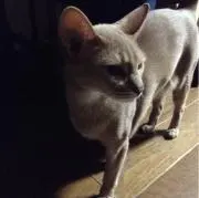 ヒナコりん