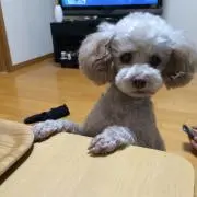 Kayoの画像