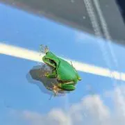FRZの画像