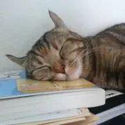 ねこ吉