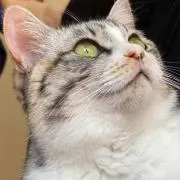 ももの画像