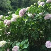 ゆーの画像