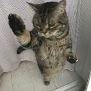 梅ちゃん