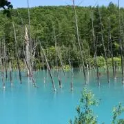 チャコの画像
