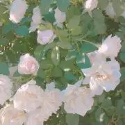 さわやかの画像