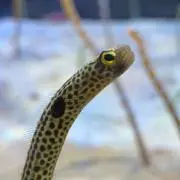 まーの画像