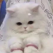はな