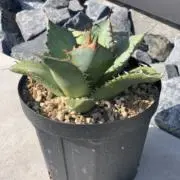 アガベの画像