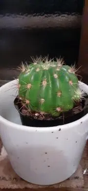 Nao太郎