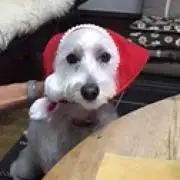 まーぴーの画像