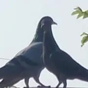 ピジョンの画像
