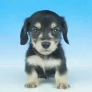 チョコの画像