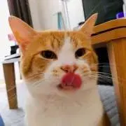 ねこのてん【24時間スピード発送中】の画像