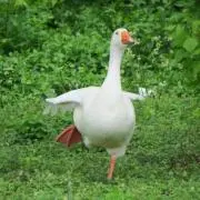あひるの画像