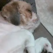 SSKO**