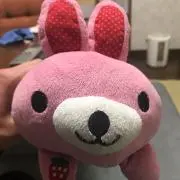 ギンの画像