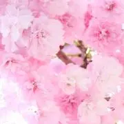 リリママ