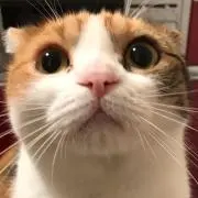 カヅヒコの画像