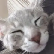 トムコマ
