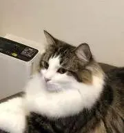 無限次朗の画像