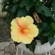 あろは  プロフ必読！の画像