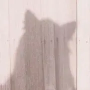 ありさん