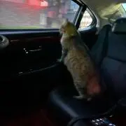 断捨離中マナとも( ´ ▽ ` )の画像