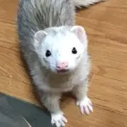 ミィ＊
