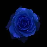 シエルの画像