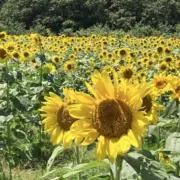 けいちんの画像