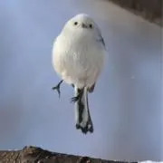 あおいの画像