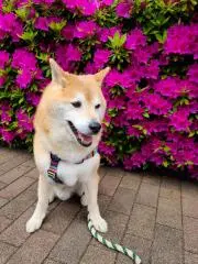 いろどりあねちゃん