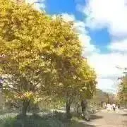 saoriの画像