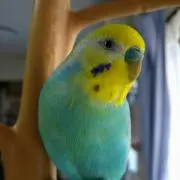 omiomiの画像