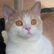 ひーたん
