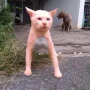 ねこねこQ