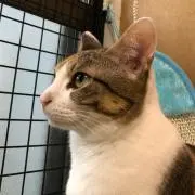 はむかつの画像
