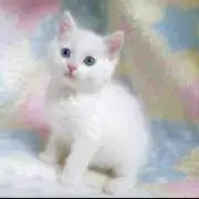 かぷちぃの♩
