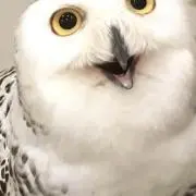 ゆうてつの画像