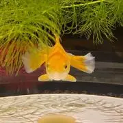 へるごん