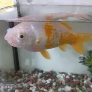 korosukeの画像