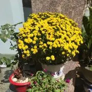 リリの画像