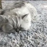 メル坊の画像