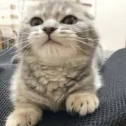 むむなの画像