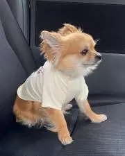 たかの画像