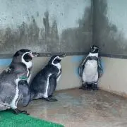 てく