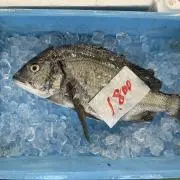 魚くん